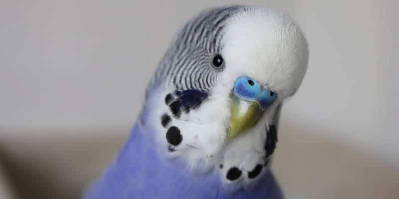 ¿Cómo saber si un periquito azul es macho o hembra?